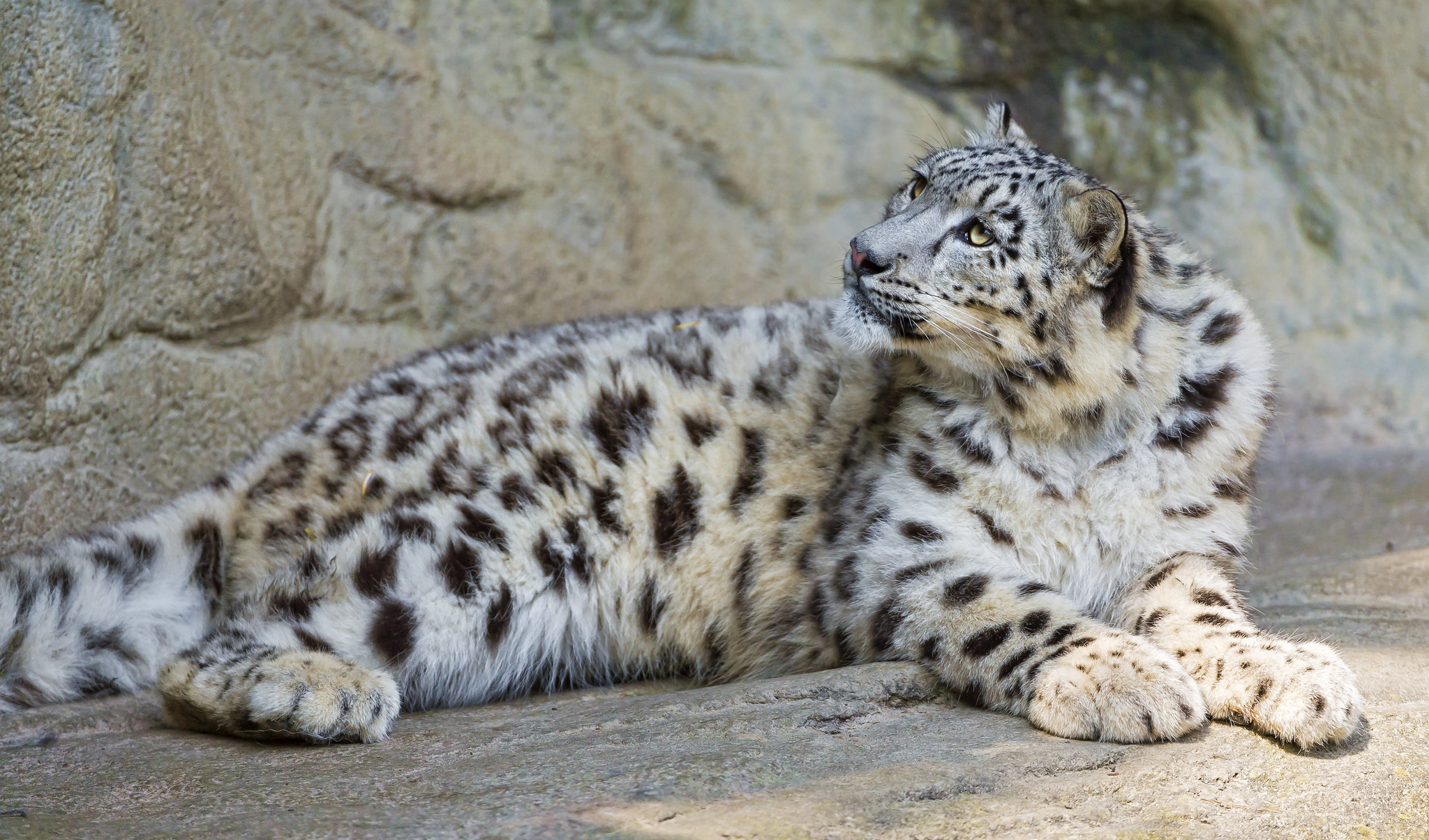10 fun facts about snow leopards