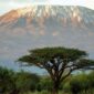TAL kilimanjaro and acacia tree kenya BESTNATWNDR1023 c65784b808b448c9a908746790cc5046 85x85