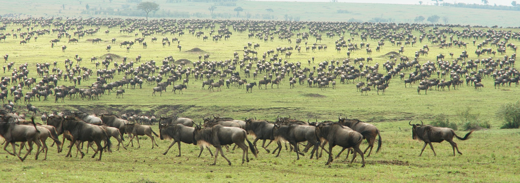 10 Fun Facts About Wildebeests
