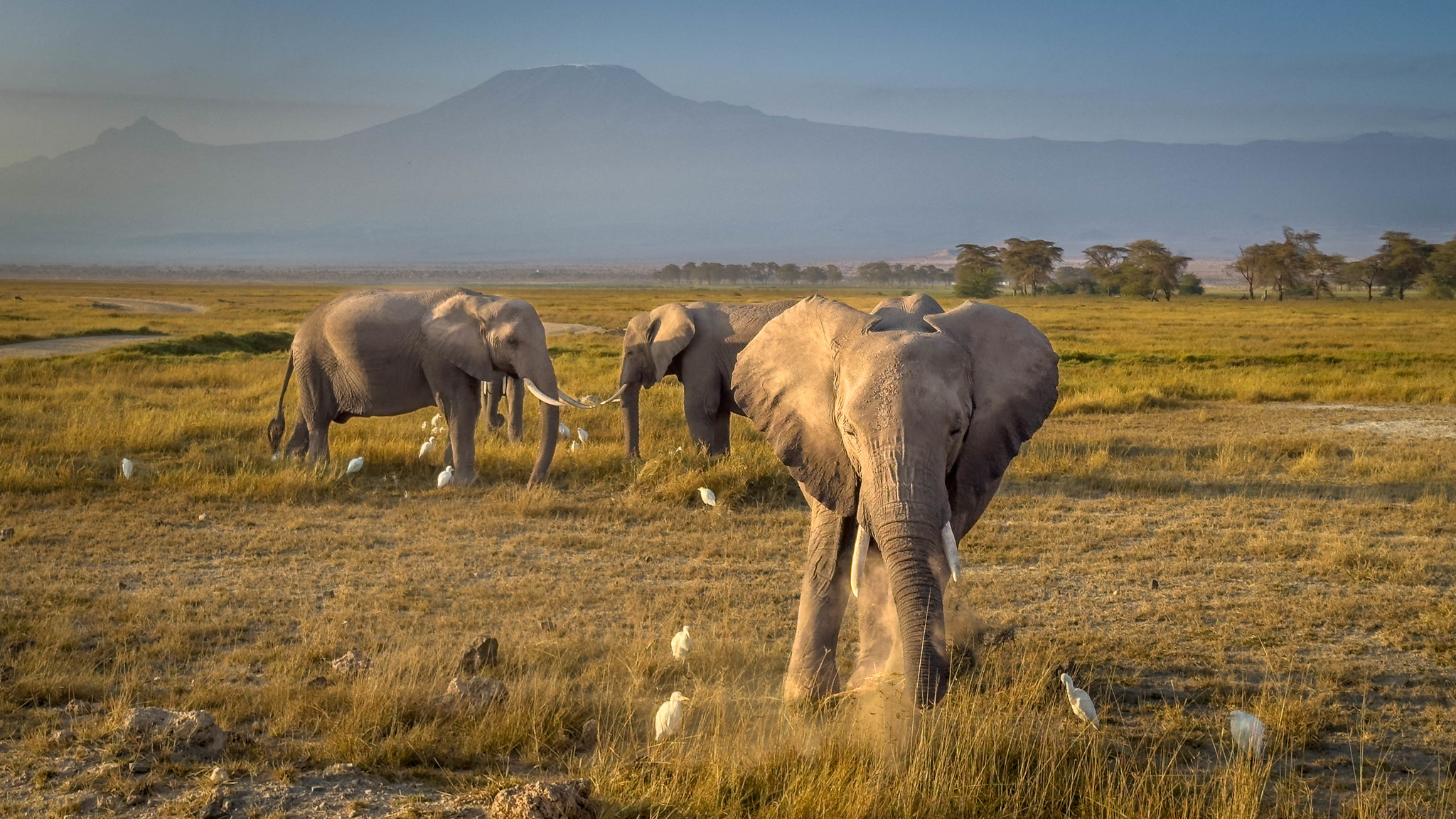 Can Kilimanjaro Be Seen from the Serengeti?