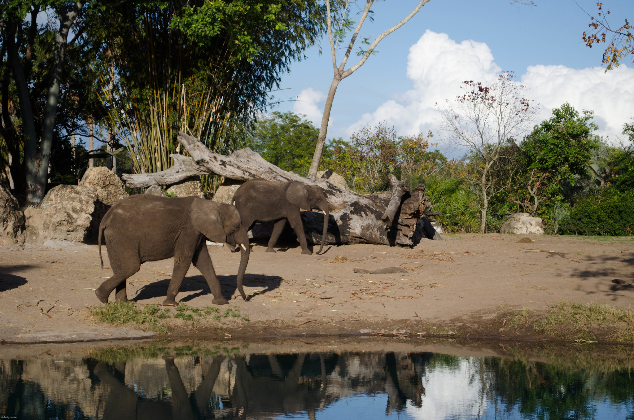 Disney’s Kilimanjaro Safari vs. Real Safari: How Does it Compare?